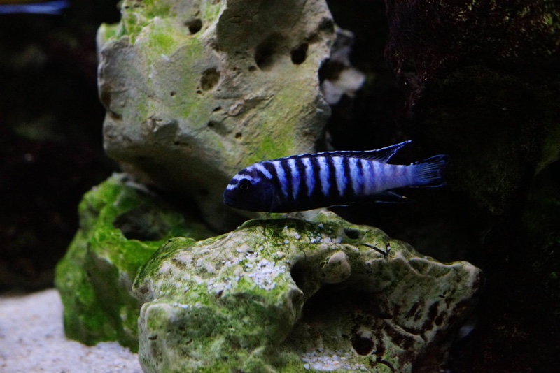 Chindongo sp. 'elongatus ornatus' Likoma Island